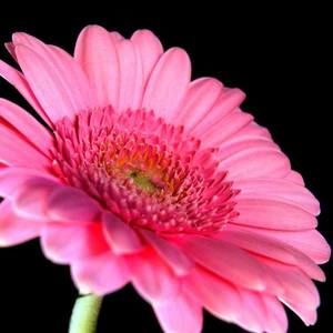 Meet your Posher, Dena